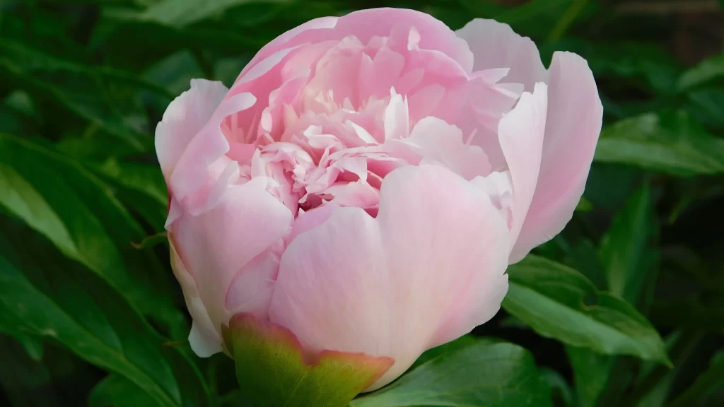 Pink Peony Bloom Petals Green gray Leaves