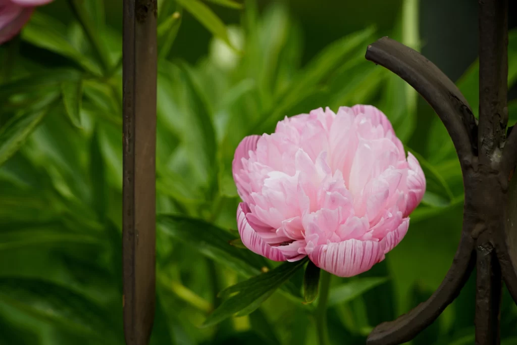 Pink Peony Bloom Petals Green warm Leaves