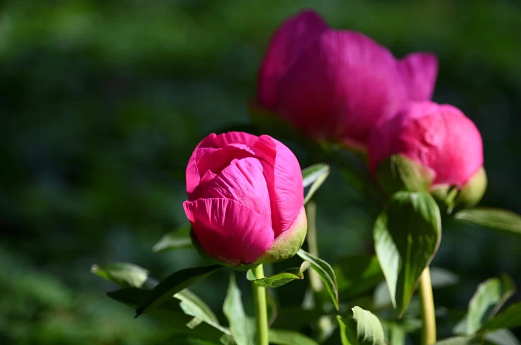 Pink Peony Bloom Petals Green gray Leaves