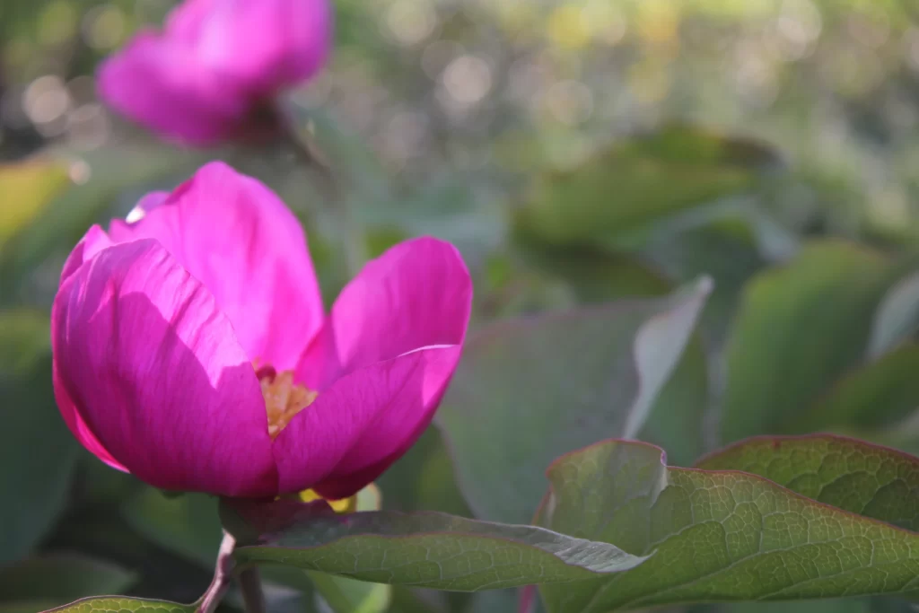 Pink Peony Bloom Petals Green gray Leaves