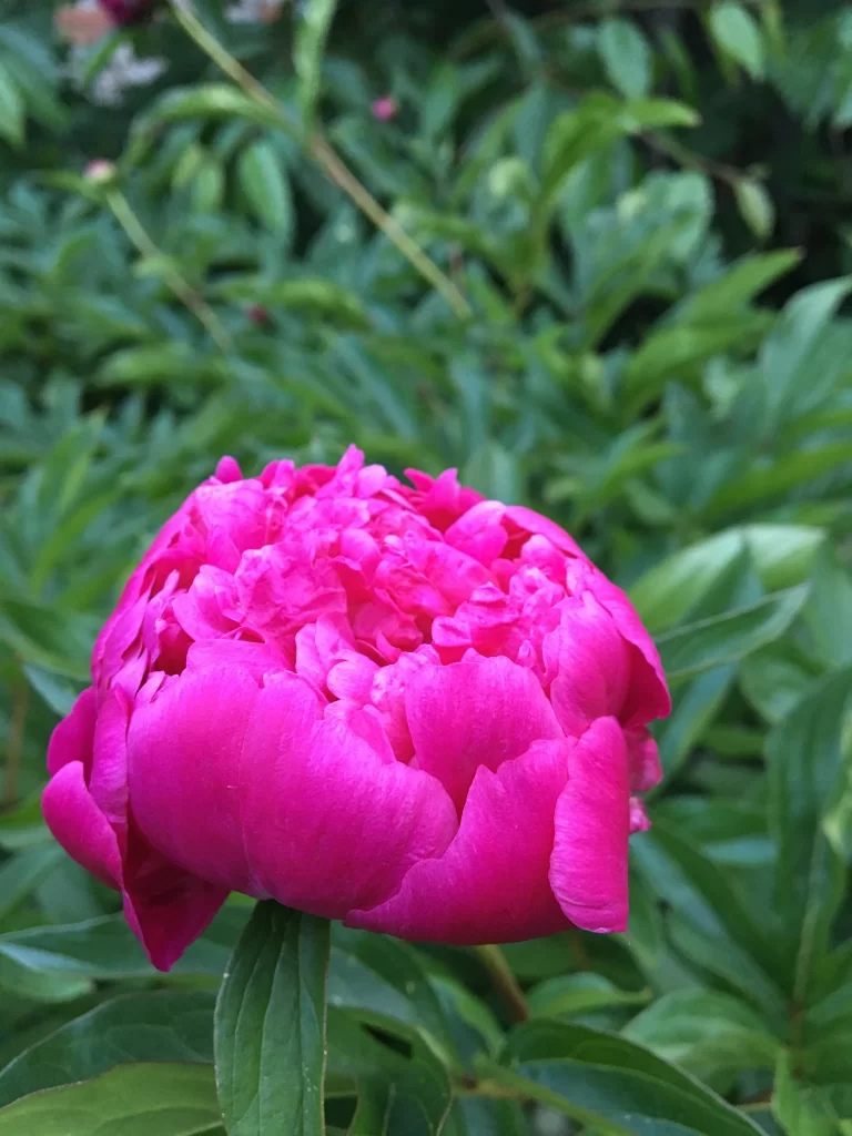 Pink Peony Bloom Petals Green gray Leaves