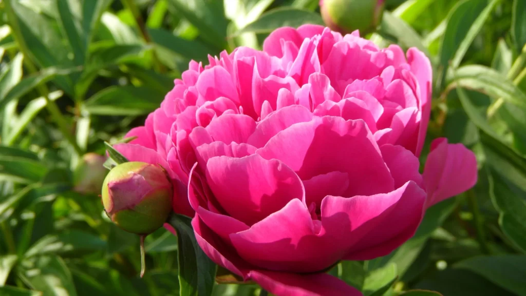 Pink Peony Bloom Petals Green warm Leaves