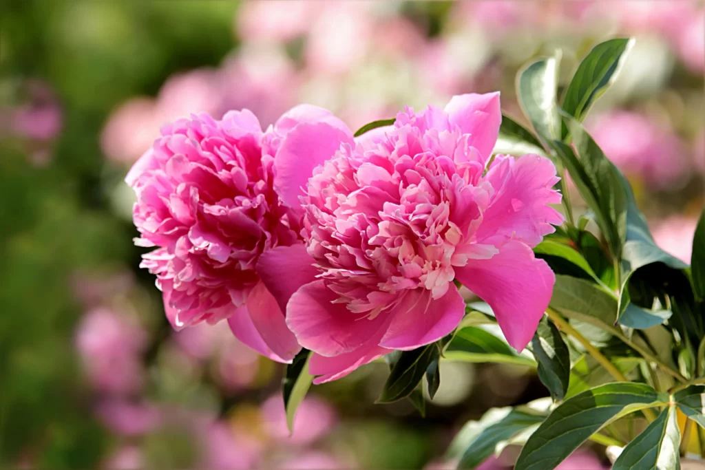 Pink Peony Bloom Petals Green warm Leaves