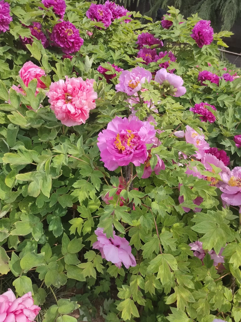 Pink Peony Bloom Petals Green warm Leaves