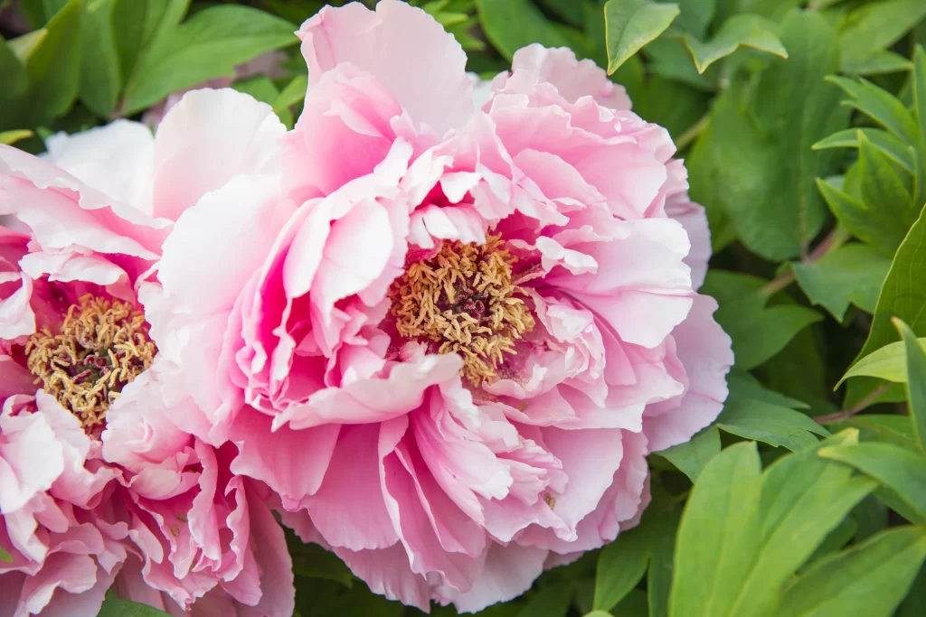 Pink Peony Bloom Petals Green gray Leaves