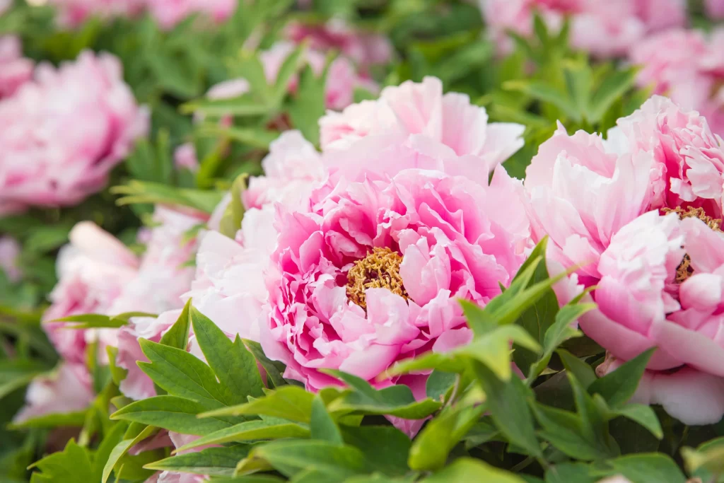 Pink Peony Bloom Petals Green gray Leaves