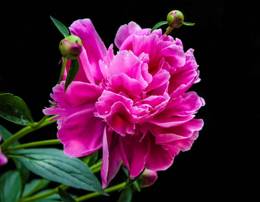 Pink Peony Bloom Petals Green warm Leaves