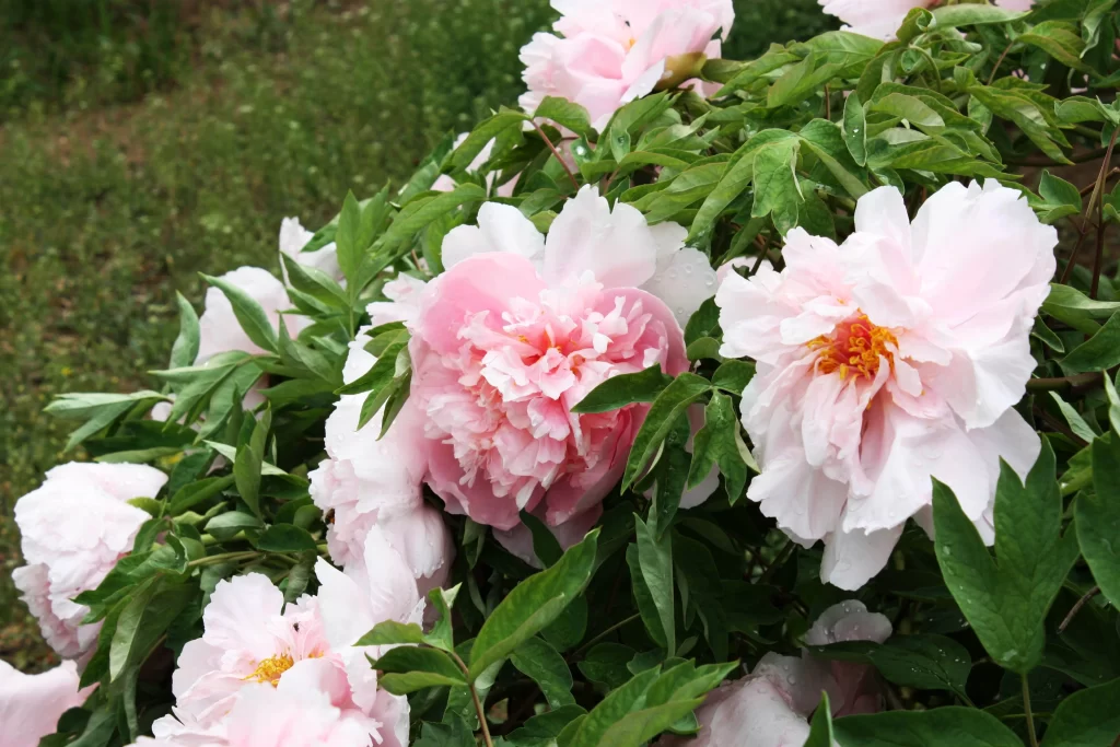 Pink Peony Bloom Petals Green gray Leaves