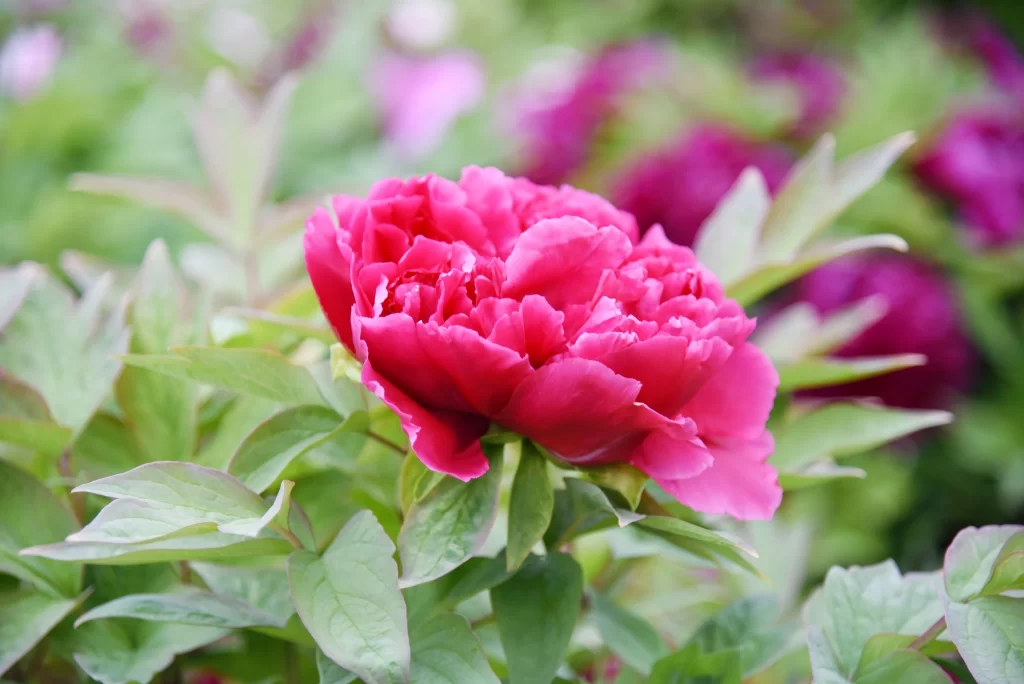 Pink Peony Bloom Petals Green gray Leaves