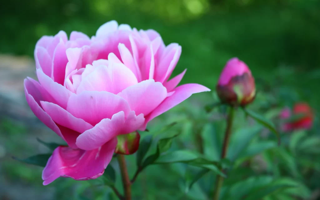 Pink Peony Bloom Petals gray Greenery