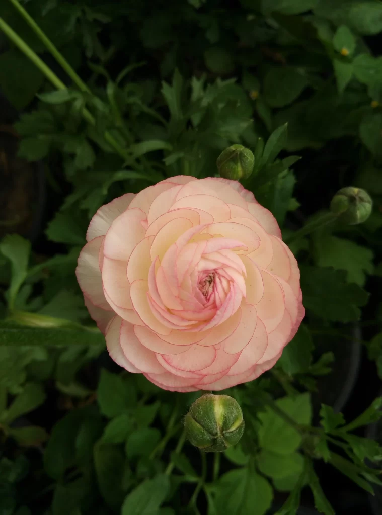 Pink Peony Bloom Petals Green dark Leaves