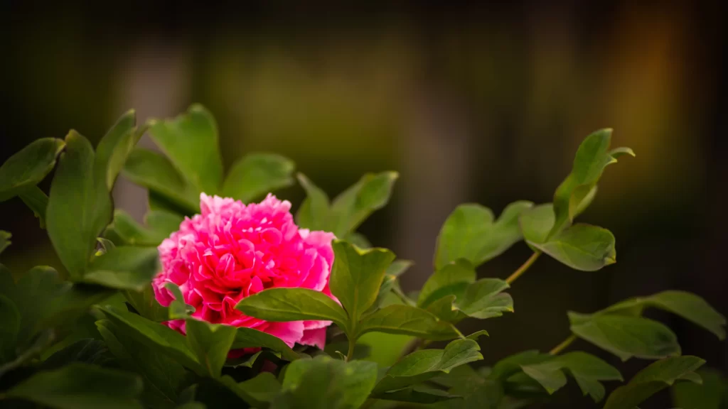 Pink Peony Bloom Petals Green warm Leaves