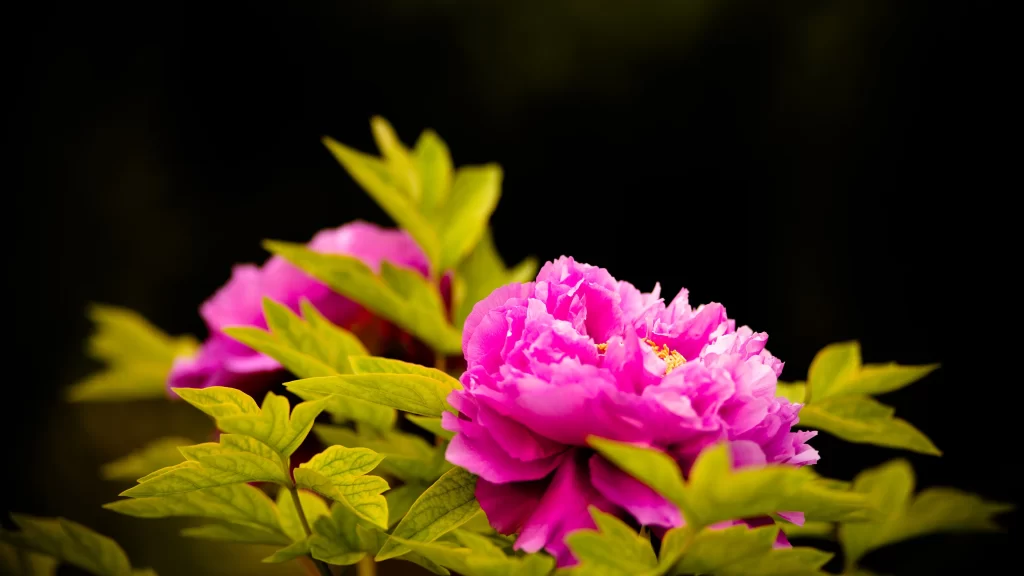 Pink Peony Bloom Petals Green gray Leaves