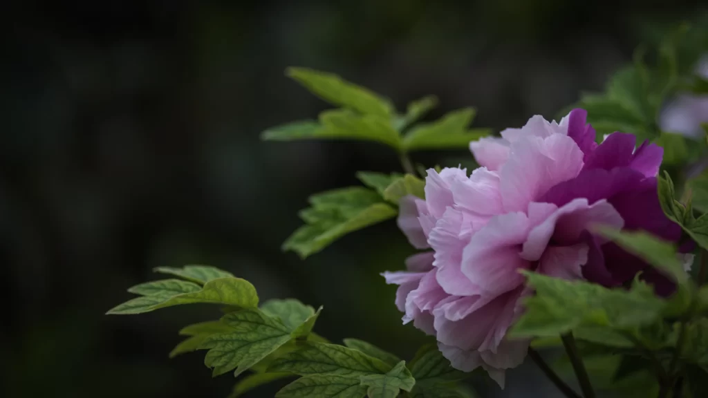 Pink Peony Bloom Petals Green dark Leaves