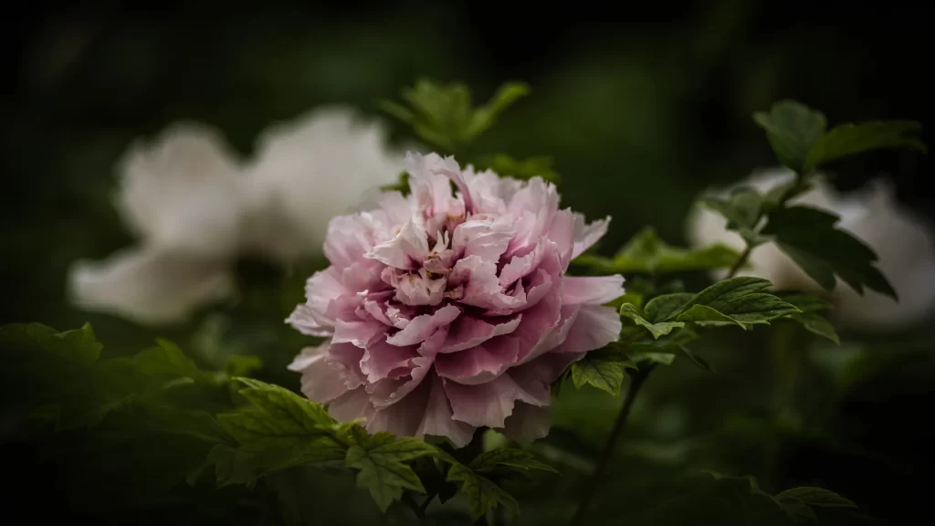 Pink Peony Bloom Petals Green dark Leaves