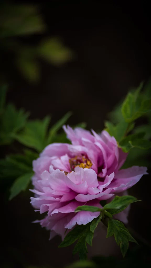 Pink Peony Bloom Petals Green dark Leaves