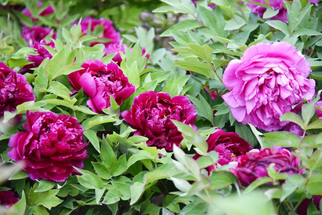 Pink Peony Bloom Petals Green gray Leaves