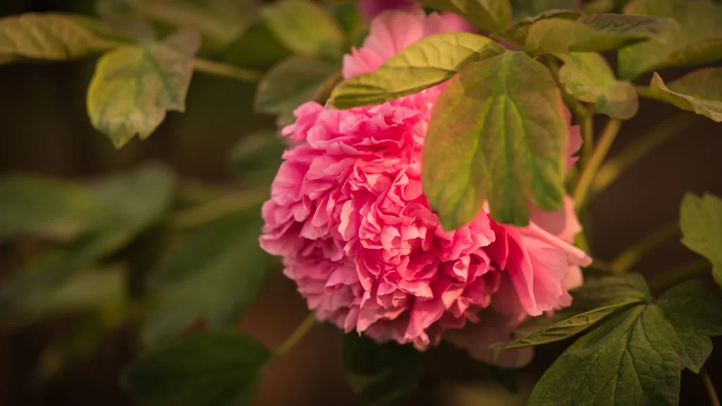 Pink Peony Bloom Petals Green warm Leaves