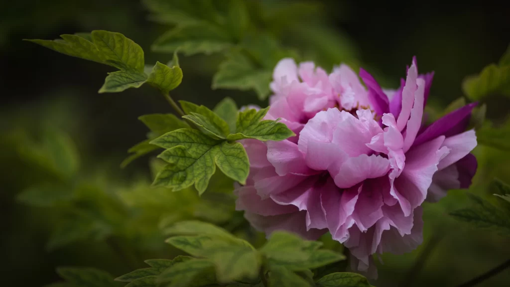 Pink Peony Bloom Petals Green gray Leaves