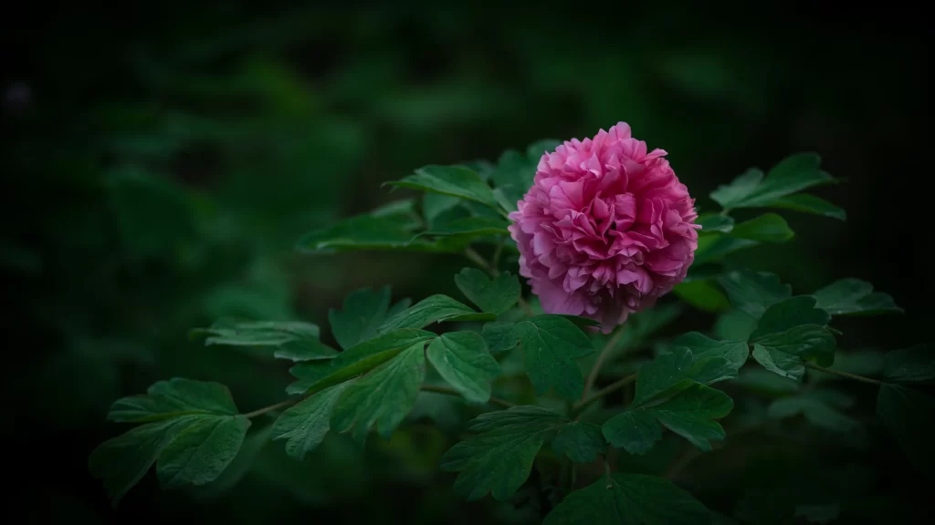 Pink Peony Bloom Petals Green dark Leaves