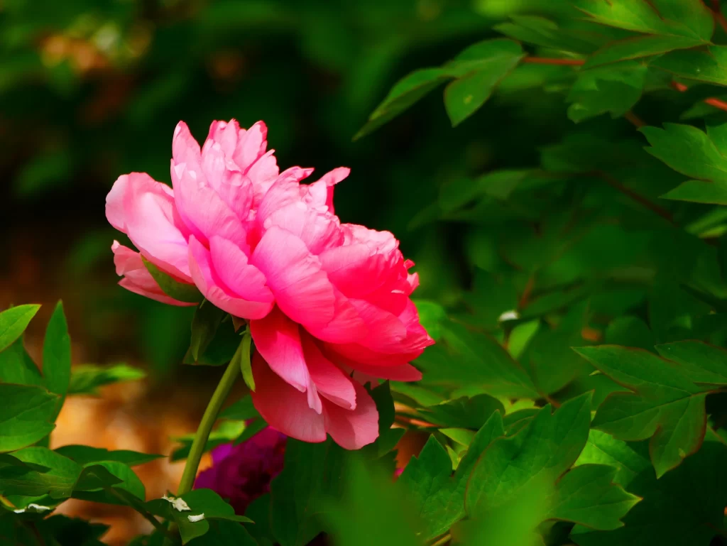 Pink Peony Bloom Petals Green warm Leaves