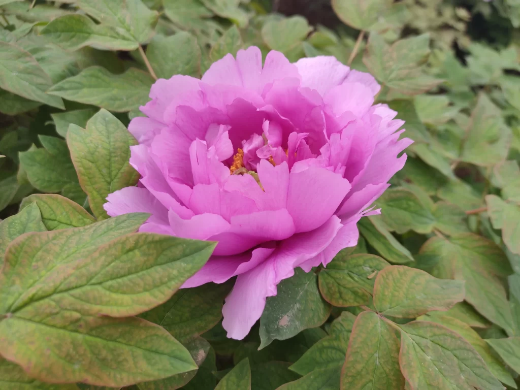 Pink Peony Bloom Petals Green gray Leaves