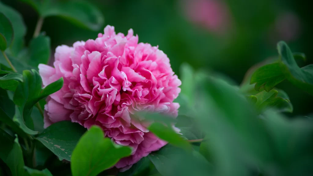 Pink Peony Bloom Petals Green gray Leaves