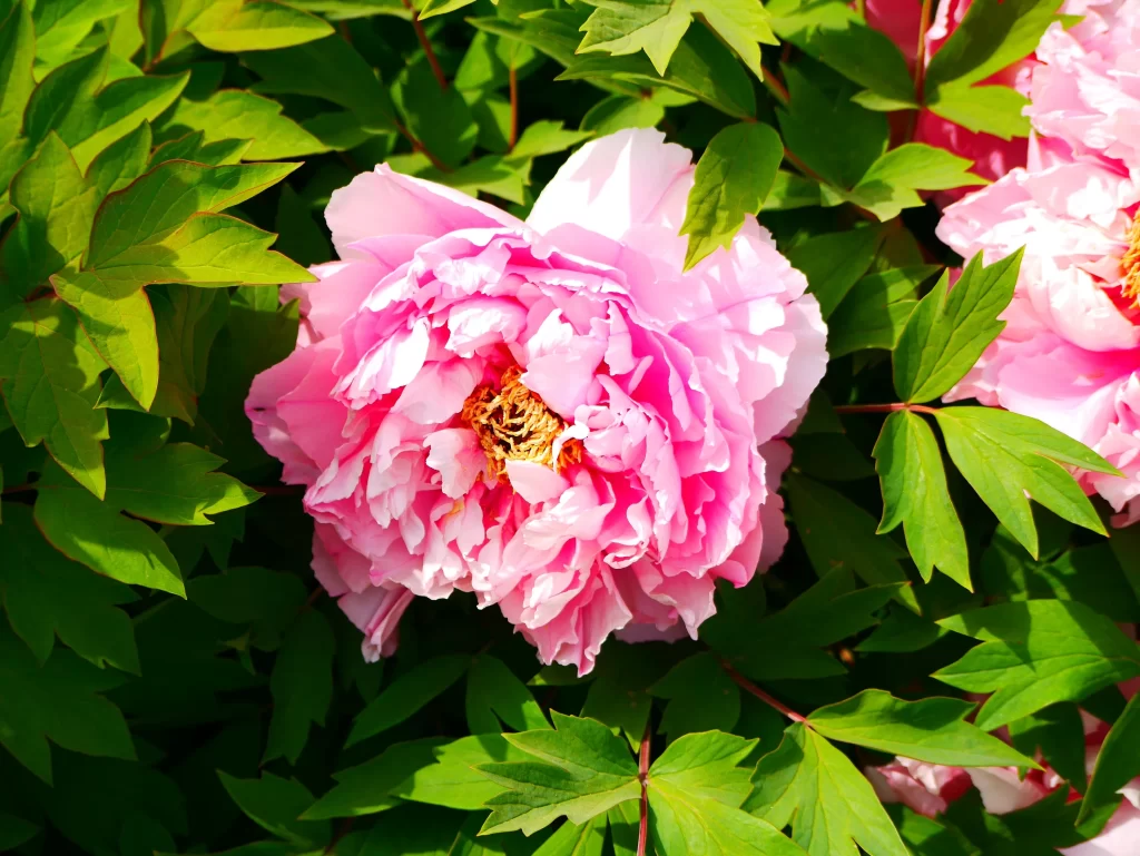 Pink Peony Bloom Petals Green warm Leaves