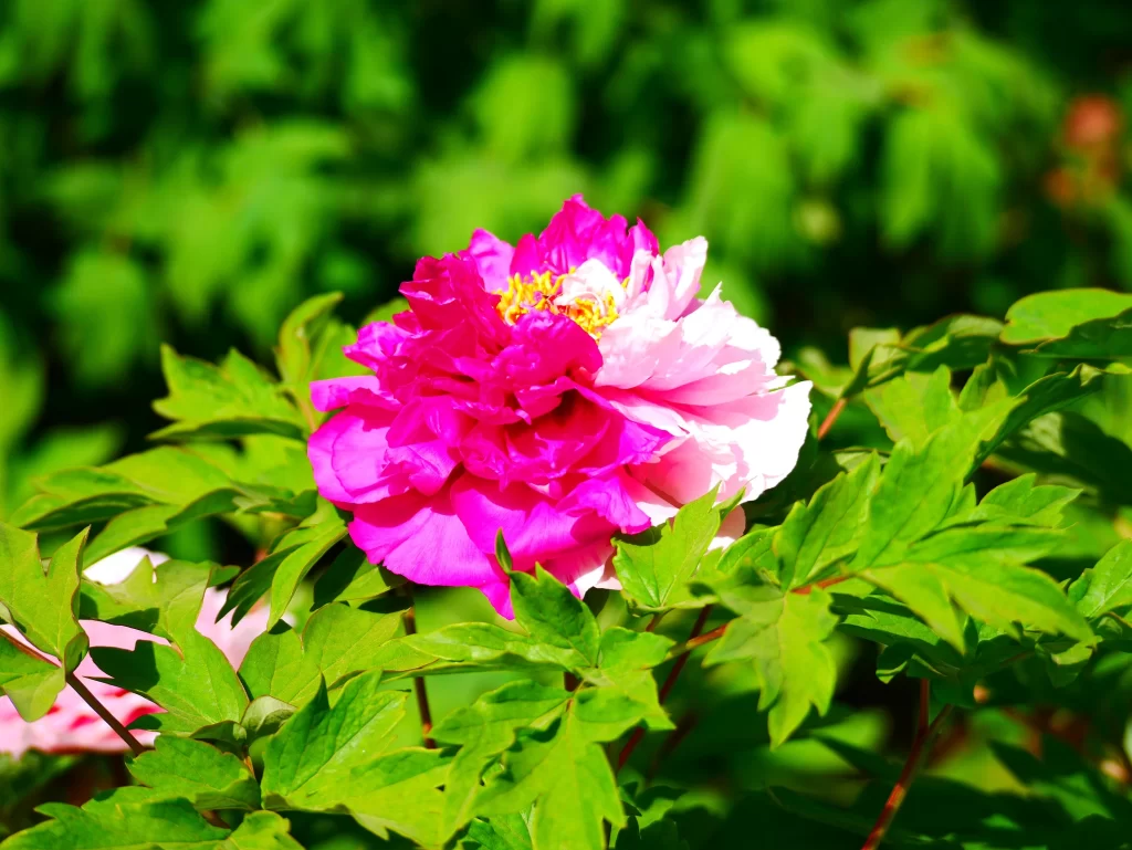 Pink Peony Bloom Petals Green warm Leaves