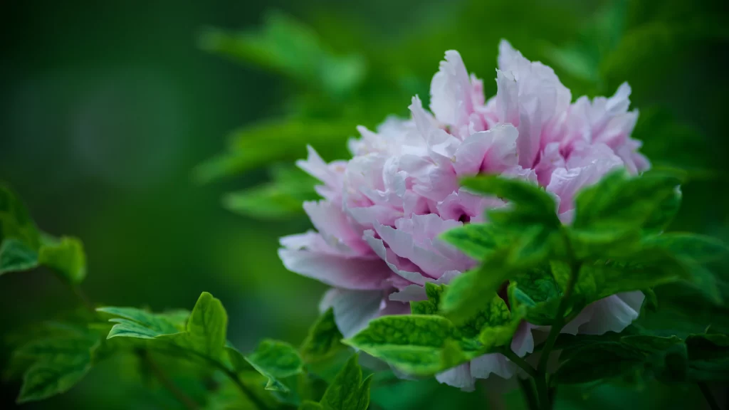 Pink Peony Bloom Petals Green warm Leaves
