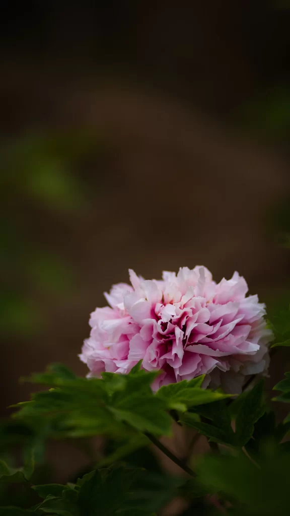 Pink Peony Bloom Petals Green dark Leaves
