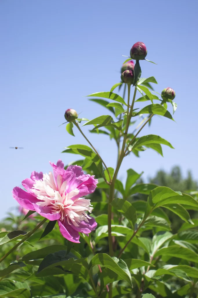 Pink Peony Bloom Petals Green gray Leaves