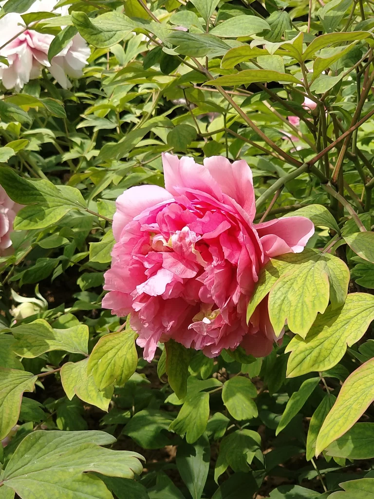 Pink Peony Bloom Petals Green warm Leaves