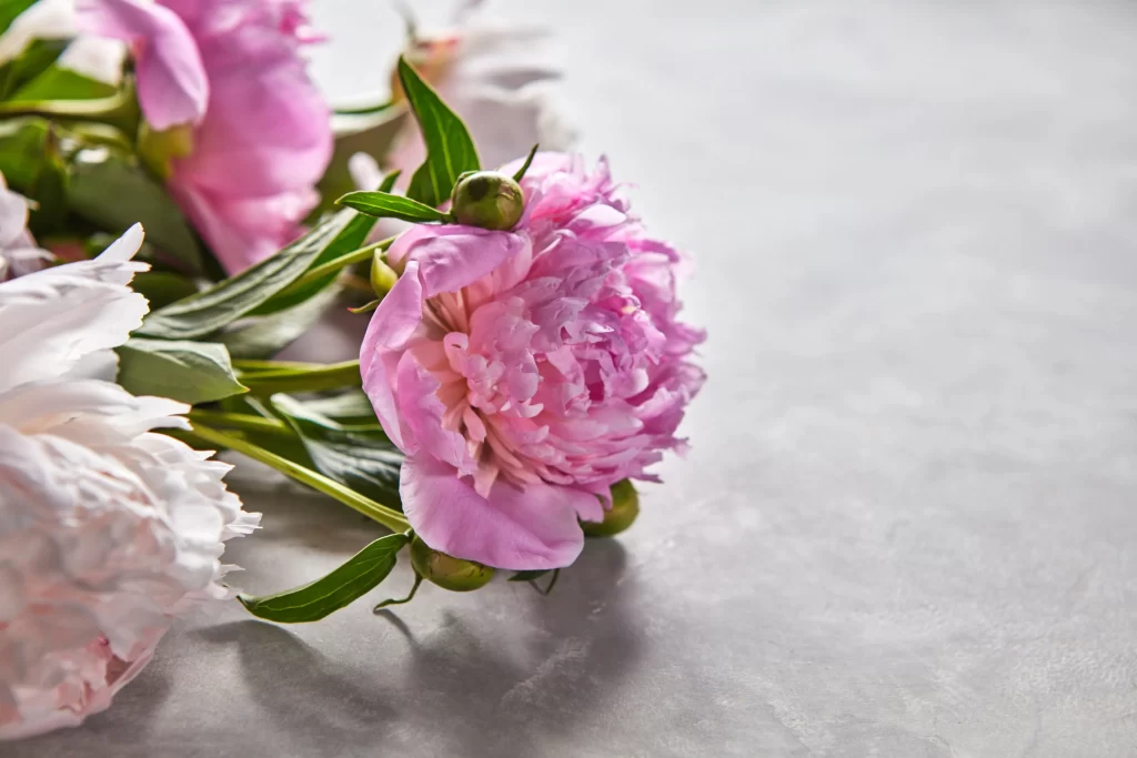 Pink Peony Bloom Petals Green gray Leaves