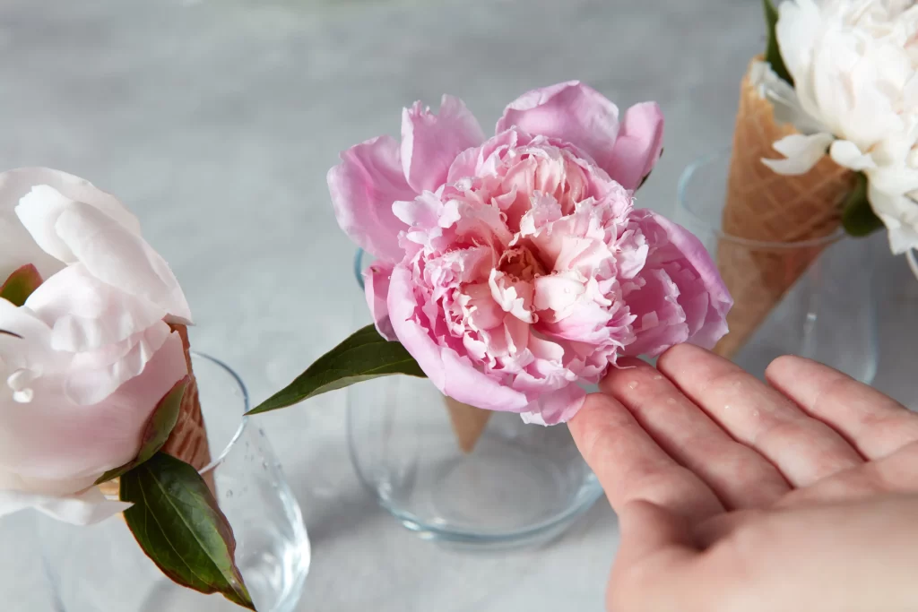 Pink Peony Bloom Petals Green gray Leaves