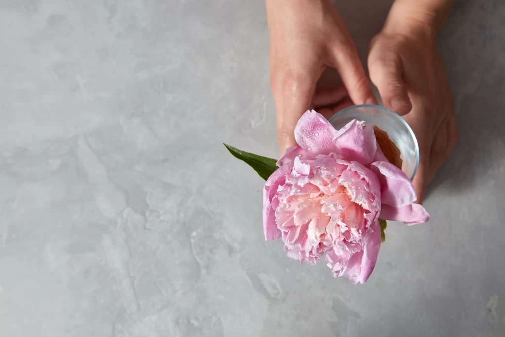 Pink Peony Bloom Petals gray Dewdrops