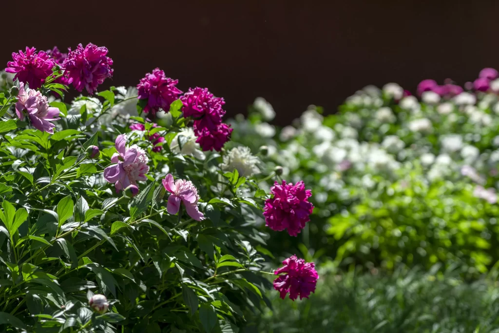 Pink Peony Bloom Petals Green gray Leaves