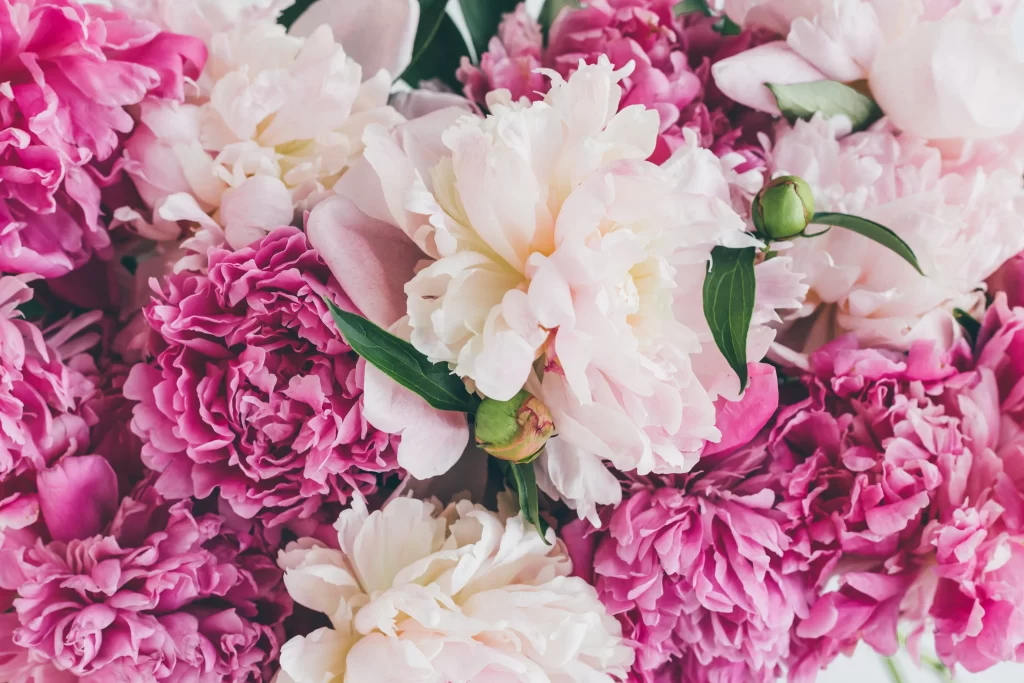Pink Peony Bloom Petals Green warm Leaves