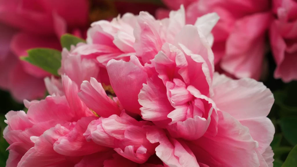 Pink Peony Bloom Petals Ruffled warm Texture