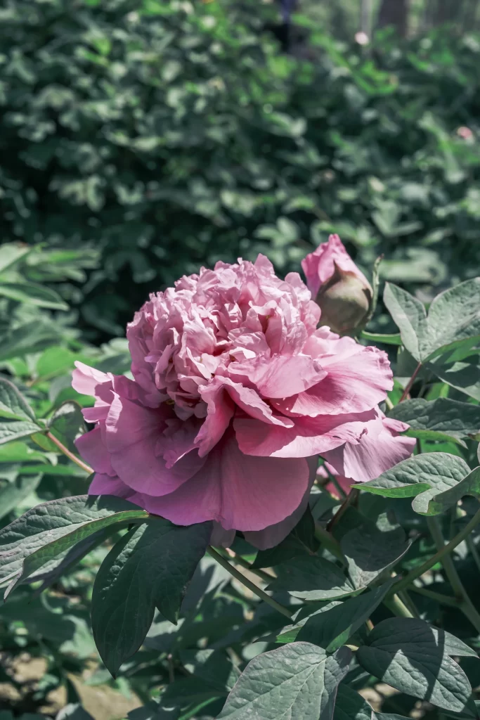 Pink Peony Bloom Petals Ruffled Green gray Leaves