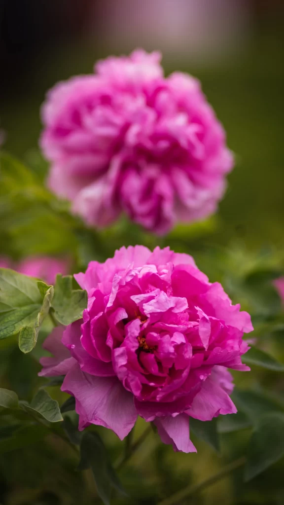 Pink Peony Bloom Petals Ruffled warm Green