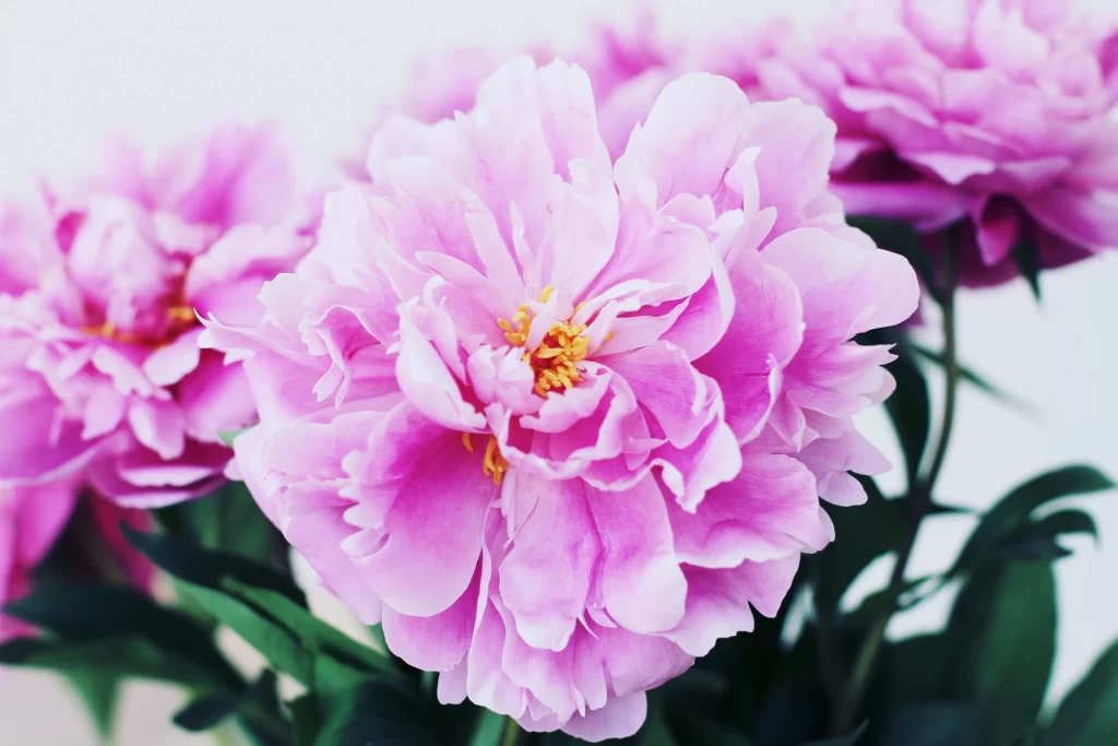 Pink Peony Bloom Petals Ruffled Yellow cool Center