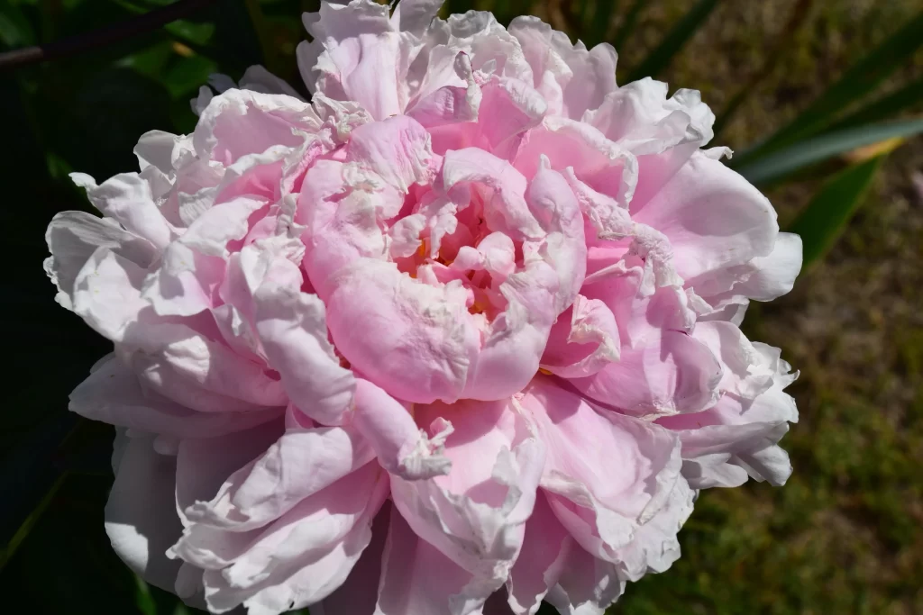 Pink Peony Bloom Petals Ruffled Edges