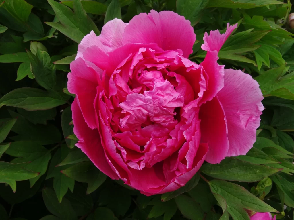 Pink Peony Bloom Petals Ruffled warm Green