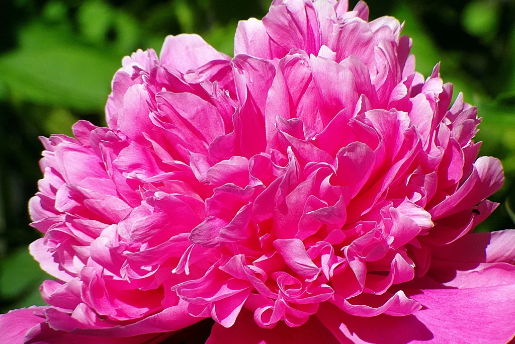 Pink Peony Bloom Petals Ruffled warm Sunlit