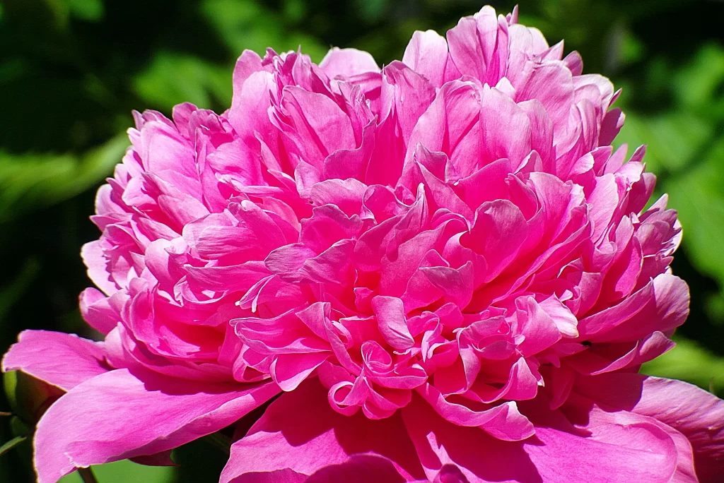 Pink Peony Bloom Petals Ruffled warm Sunlit