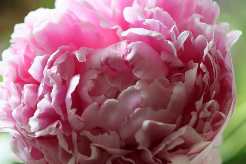Pink Peony Bloom Petals Ruffled warm Texture