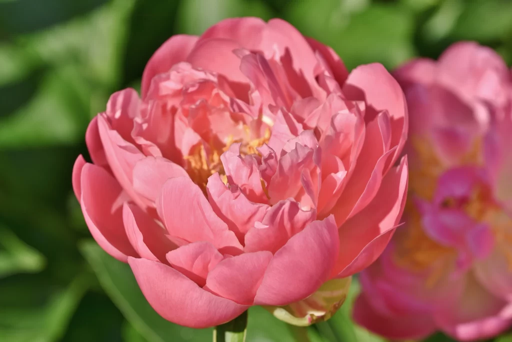 Pink Peony Bloom Petals Ruffled warm Green