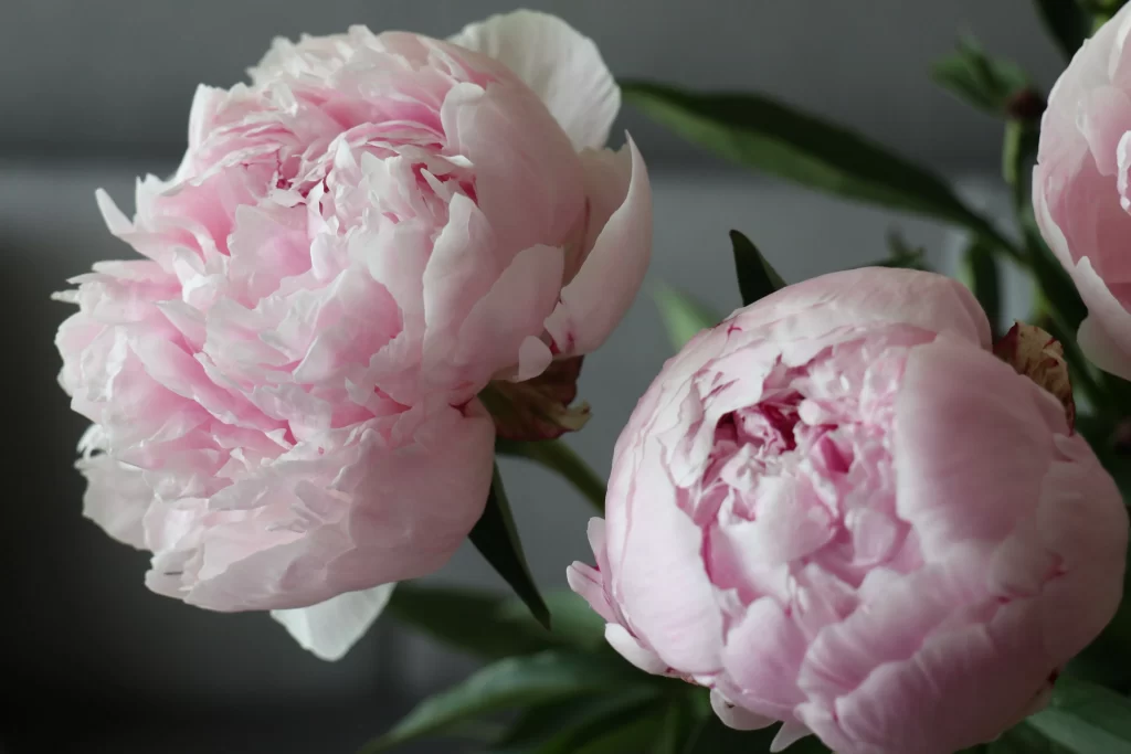 Pink Peony Bloom Petals Ruffled gray Green