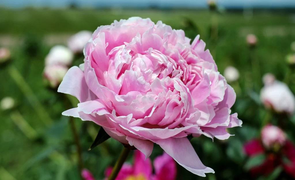 Pink Peony Bloom Petals Ruffled gray Green